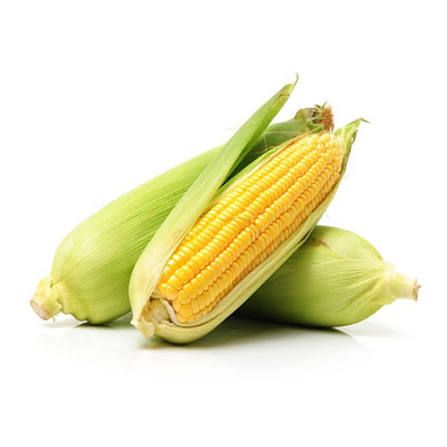 Fresh Corn for sale in Karachi - Akhtar Sabir Fresh