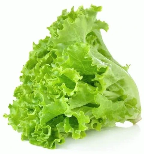 Fresh Lettuce for sale in Karachi - Akhtar Sabir Fresh